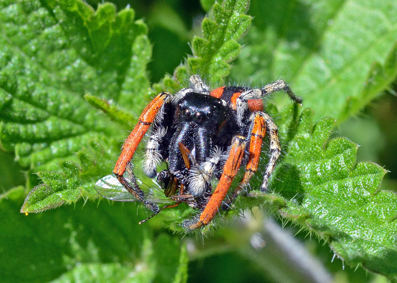 Philaeus chrysops